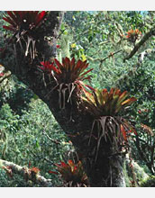 Photo shows epiphytes living on tree branches and trunks.