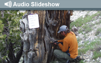 Photo of man boring into tree and the words Audio Slideshow