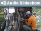 Photo of man boring into tree and the words Audio Slideshow