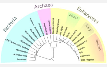 Illustration of the tree of life showing small black line which is ancestor of all life on Earth.