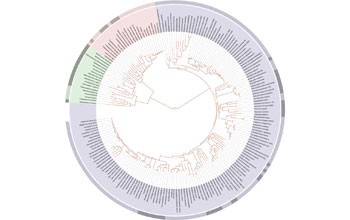 plot showing the tree of life based on species' sequenced genomes.