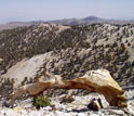 Photo of trees in mountains.