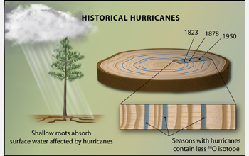 Oxygen isotopes in tree-rings can record hurricane activity up to 400 years ago