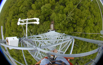 forest canopy as seen from a Michigan eddy-covariance tower