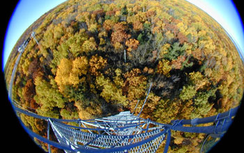 Tree leaves changing color as seen from the eddy-covariance tower.