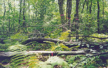 Fallen trees in the Harvard Forest