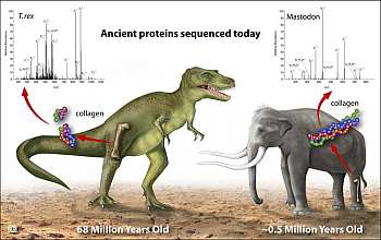 Ancient proteins have been found in bones like those of a 68-million-year-old T. rex fossil.