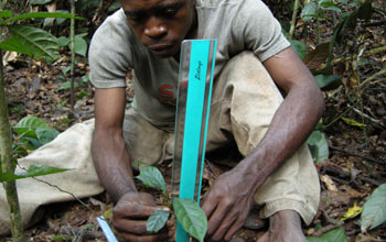 A Mbendzele research assistant measuring tree seedlings using a ruler