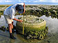 persona measuring the flat top of the coral marking lowest tide levels before giant earthquake