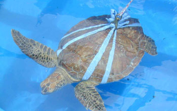 turtle in a cloth harness