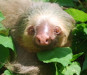 Close-up of a two-toed sloth in northeastern Costa Rica, where the study was conducted.