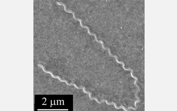 the bacterium Leptospira biflexa.