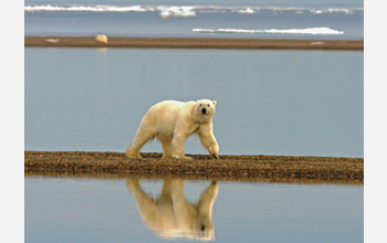 Photo of polar bear and melting ice.