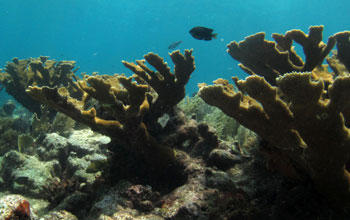 Elkhorn coral