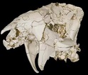 skull of gorundhog-like mammal