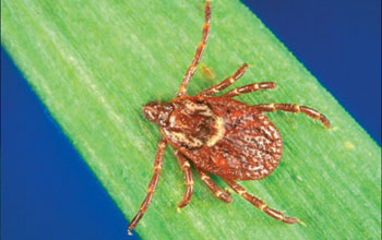 Close-up photo of a tick.