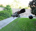 Gray catbird caught in a research mist net near a museum in Washington, D.C.