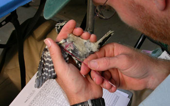 Scientist Marm Kilpatrick taking a blood sample from a downy woodpecker.