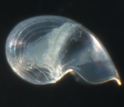 larva of the gastropod Ctenopelta porifera that travel vast distances.