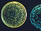 Colonies of the bioluminescent marine bacterium <em>Vibrio fischeri</em>