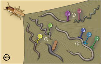 Illustration of viruses infecting bacteria in a termite's hindgut.
