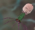 This animated video depicts bacteriophage T4 infecting its host cell.