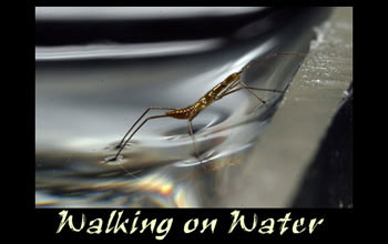 Many water-walking insects can't climb menisci using their traditional means of propulsion.