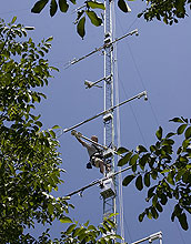 Person climbing special tower amid walnut trees.