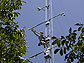 Person climbing special tower amid walnut trees.