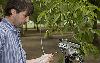 NCAR researcher Alex Guenther studies a chemical form of aspirin produced by walnut trees.