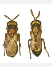Photo showing wing size differences between two Nasonia wasp species.