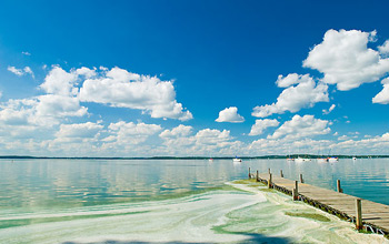 Photo of algae collecting along a pier on the south shoreline of Lake Mendota.