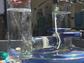 Photo shows the new, efficient oxygen catalyst in action in Dan Noceras laboratory at MIT.