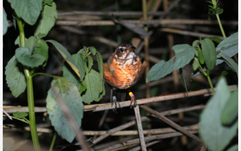 Photo showing a juvenile American Robin with transmitter.