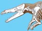 Artists conception of male Maiacetus inuus with transparent overlay of skeleton.