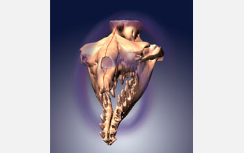 3-D model of asymmetrical skull of archaeocete whale Basilosaurus isis.