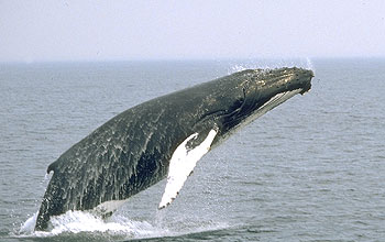 Photo of whale.