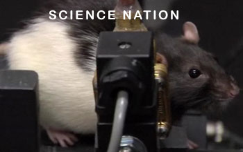 Close up of a rat and its whiskers and the words Science Nation