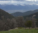 Photo of dead whitebark pine trees in a mountenous area