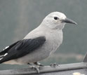 Close-up photo of a clark's nutcracker bird