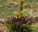 Close-up photo of a cluster of whitebark pine seed cones