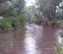 river with muddy water meanderingt rhough vegetation