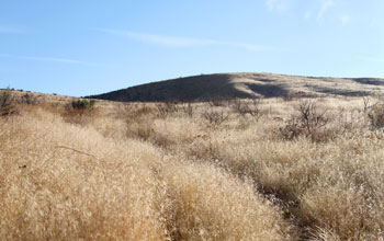 Sagebrush steppe rangeland