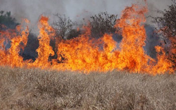 a wildlifire fueled by cheatgrass