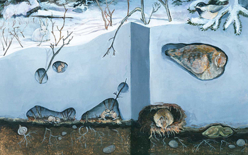 illustration showing plants and animals under snow