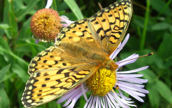 A Mormon Fritillary butterfly feeds on an aspen fleabane daisy, a main nectar source.