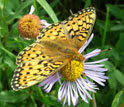 A Mormon Fritillary butterfly feeds on an aspen fleabane daisy, a main nectar source.