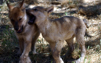 Wolf pups at the California Wolf Center, as seen by HPWREN