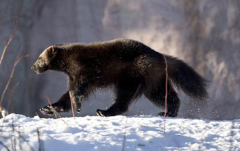 Photo of a wolverine walking across snow covered ground.