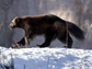 Photo of a wolverine walking across snow covered ground.